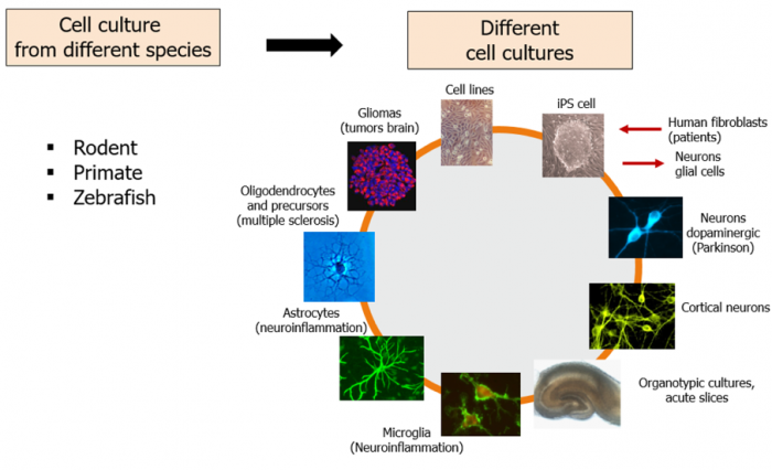  different cell culture models from various species