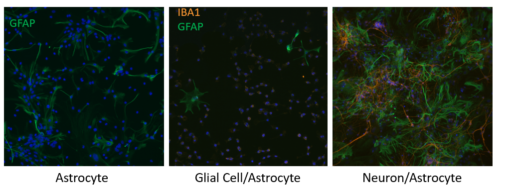Microglie Astrocytes Neurons (striatal E14, cortex)